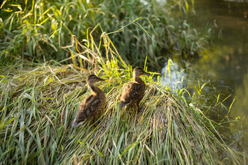 Two ducks in the swamp. Ducks among the grass.
