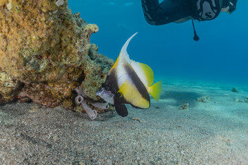 Fish swim in the Red Sea, colorful fish, Eilat Israel

