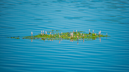 Persicaria amphibia or longroot smartweed floating on the pond surface. Several species of the...