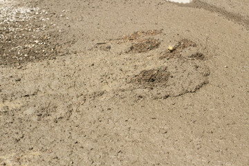 Mud in the sunlight. A cement solution on the road.