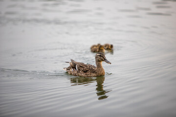 Eine Entenmutter mit ihren Küken im Wasser