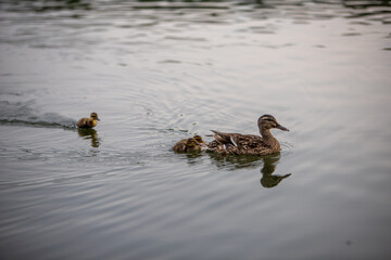 Eine Entenmutter mit ihren Küken im Wasser