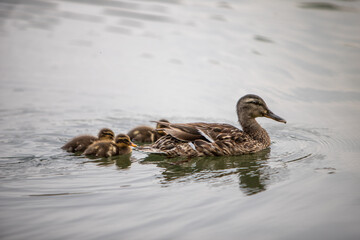 Eine Entenmutter mit ihren Küken im Wasser