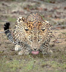 Leopard quenching for thirst