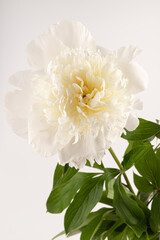 white peony flower isolated on light background