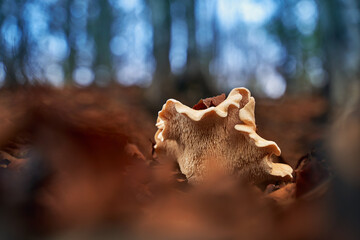 Fleecy milk-cap mushroom or lactifluus vellereus in an autumn forest