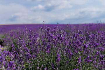 Fototapeta premium Blooming lavender in the summer. lavender blooming scented flowers.