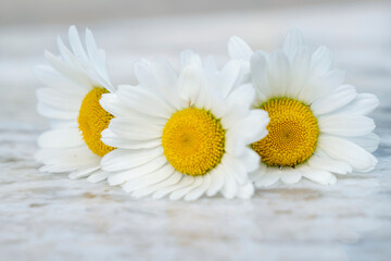 Fototapeta na wymiar composition of three garden chamomile flowers on marble stone texture background. Backdrop with copy space. Selective focus on flowers