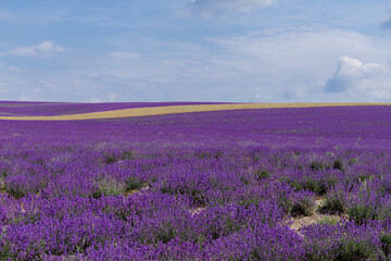 Naklejka na ściany i meble Blooming lavender in the summer. lavender blooming scented flowers.
