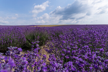 Fototapeta premium Blooming lavender in the summer. lavender blooming scented flowers.