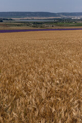 Grain field at the day light with blue sky