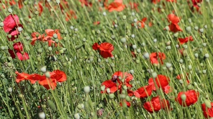 Beautiful field red poppies with selective focus in a botanical garden