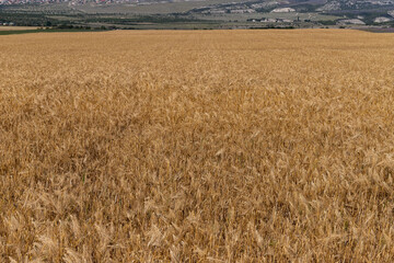 Grain field at the day light with blue sky