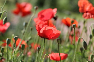 Close-up of a poppy and poppy box with selective focus in sunlight on a natural blurred green background