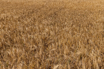 Grain field at the day light with blue sky