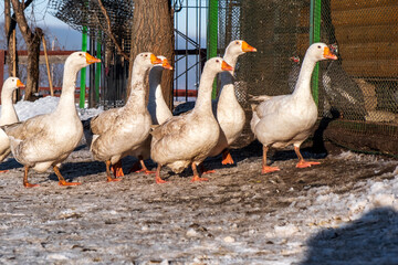 geese on the farm