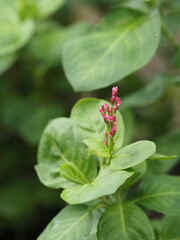 紅い藍の花