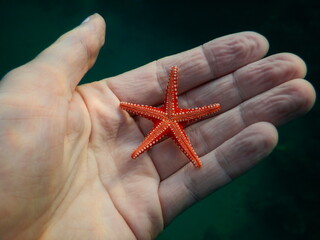 life in hand star fish Fromia ghardaqana, common name Ghardaqa sea star, is a species of marine...