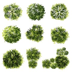 Vector of abstract watercolor tree top view isolated on white background  for landscape plan and architecture layout drawing, elements for environment and garden