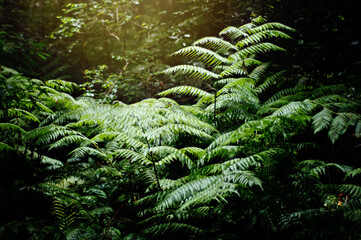 fern in the forest