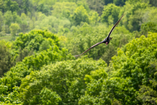 Turkey Vulture At Mount Nemo Conservation Area, Halton, Ontario