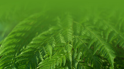 Green leaves pattern background, Natural background and wallpaper. in Phuket Thailand.