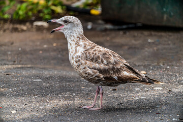 Seagull on the ground