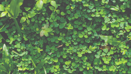 Green leaves pattern background, Natural background and wallpaper. in Phuket Thailand.
