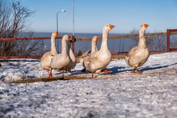 geese in the farm