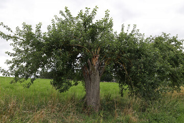 Fototapeta na wymiar Old pear tree with young shoots by the road