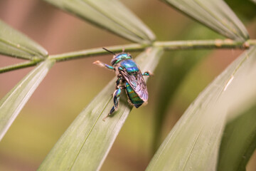 Stingless bee - Euglossa sp.