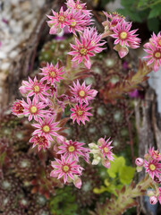 Joubarbe ou Sempervivum arachnoideum à petites fleurs en étoiles rose carmin sur tige au dessus d'un feuillage en rosette recouvert de filaments blanc