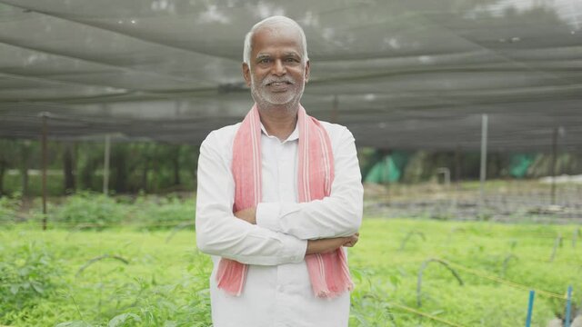 Medium close up shot of smiling senior Inidan Farmer with arms crossed confidently standing in the greenhouse or poly house with grown green samplings behind.