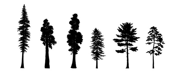 Tree Set. Pine Evergreen trees. Different Tree Silhouette. Isolated on White Background. Vector Illustration. Forest and Park Elements. Deciduous trees. Nature collection. Black Illustration.