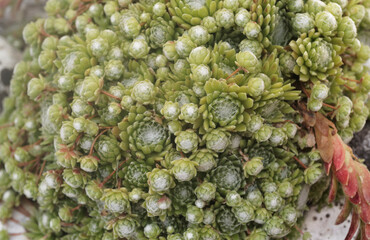 (Sempervivum arachnoideum) Tapis de rosettes filamenteuse de feuilles épaisses triangulaires et...