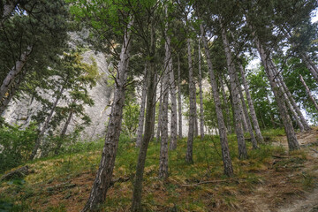 trees in the woods across mountains rocks from beneath. Forest background