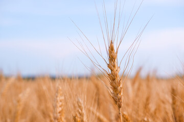 Spikelets gold color, backlit, blue sky, natural background. ripening wheat backlit by the setting sun.