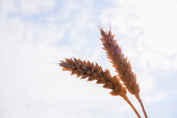 Spikelets gold color, backlit, blue sky, natural summer background. Ripening wheat backlit by the setting sun.
