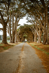 Natural Tunnel with Cypress Trees near Point Reyes Seashore, San Francisco