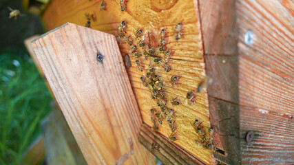 farming of wooden hive with bee colony