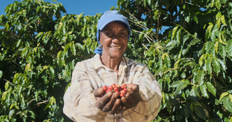 Latin woman farmer showing picked red coffee beans in his hands. Woman coffee farmer is harvesting...