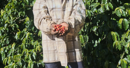 Latin woman farmer showing picked red coffee beans in his hands. Woman coffee farmer is harvesting...
