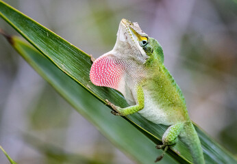 Green Anole Lizard