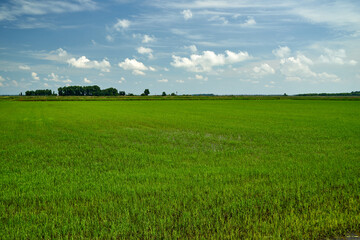 Rice field. Young rice shoots. Sprouted Rice. Sprouted Fig.