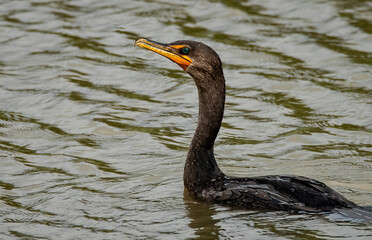 Neotropic Cormorant