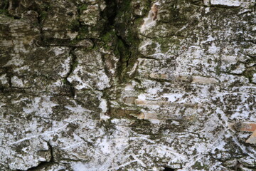 Fototapeta premium Tree bark. Wood moss. Abstract background. Macro.