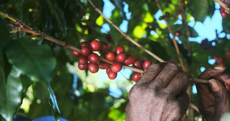 Arabica coffee being picked manually by woman agriculturist hands. Brazilian special coffee