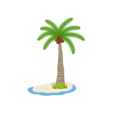 Palm tree with coconut nuts on a desert island with sand on a white background.