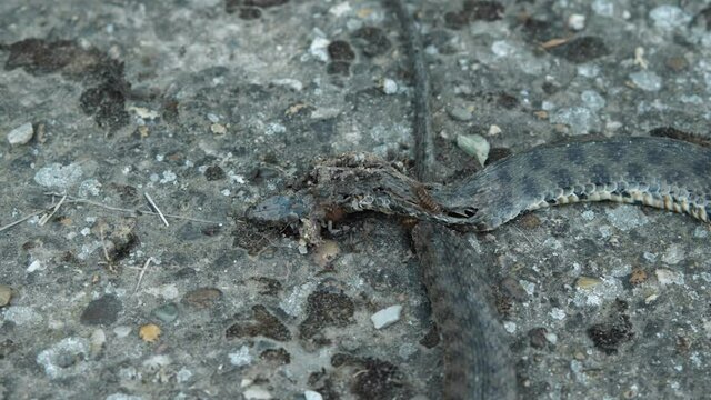 A dead snake on which mu, maggots and ants crawl