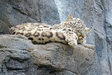 Schneeleopard ( Panthera uncia ).
